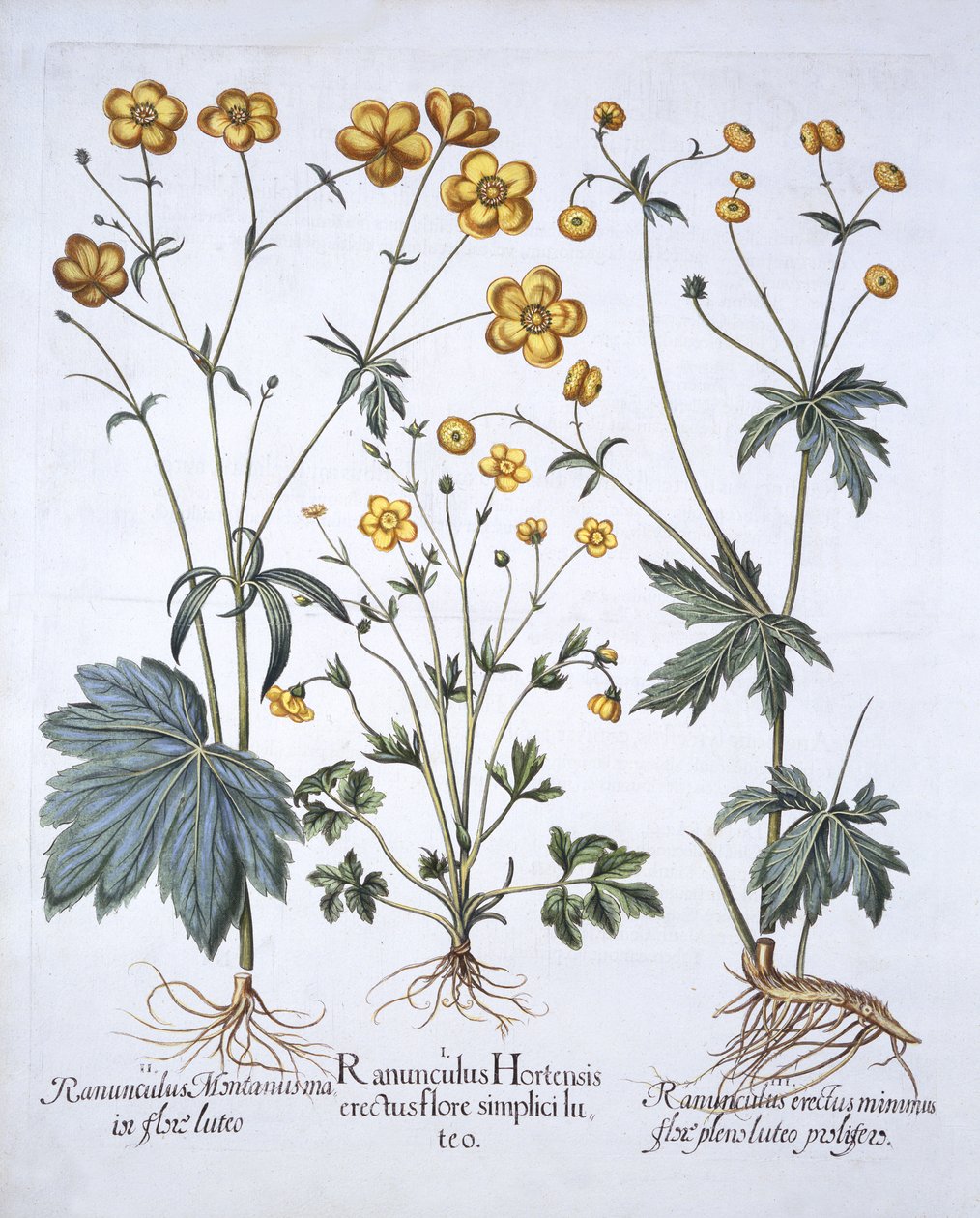 Három fajta boglárka, a Hortus Eystettensisből, Basil Besler (1561-1629), pub. 1613 (kézzel színezett metszet) alkotó: German School