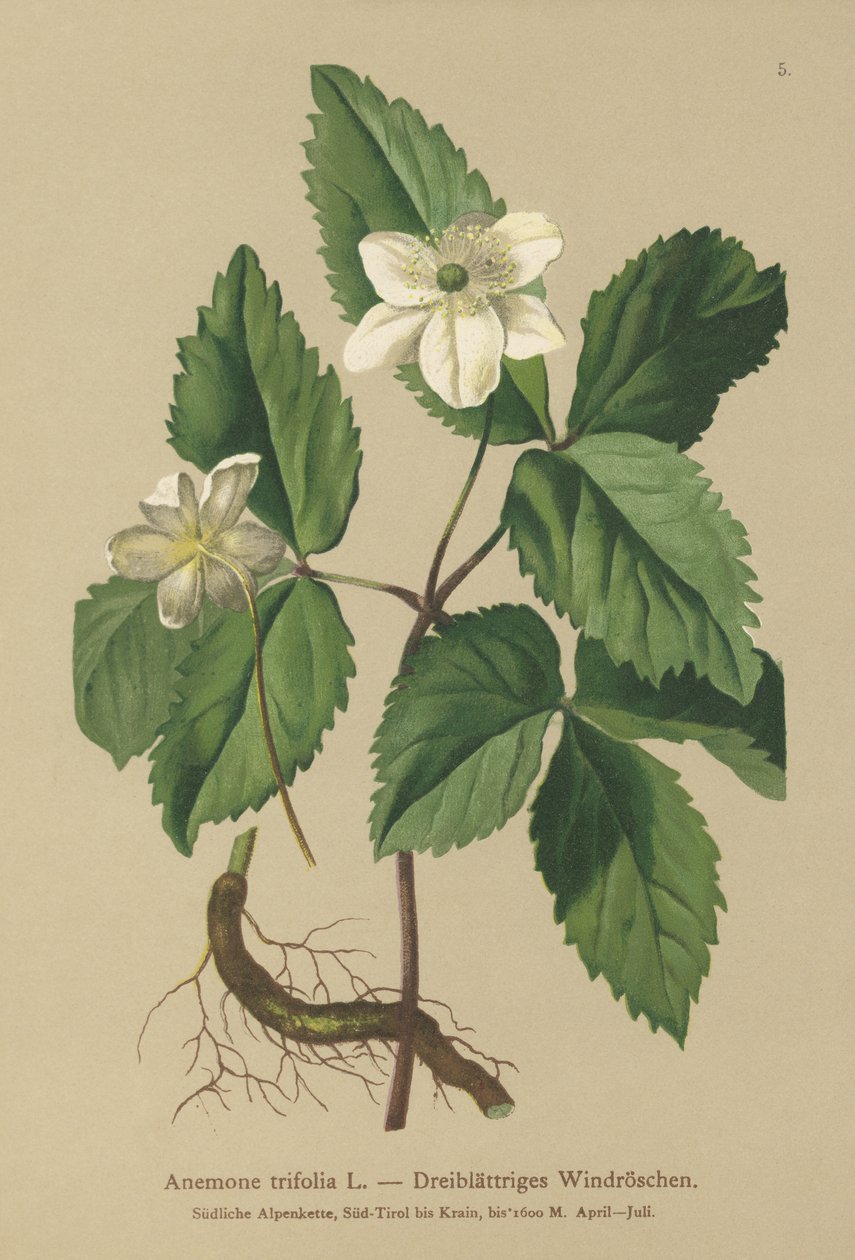 Háromlevelű kökörcsin (Anemone trifolia) alkotó: German School