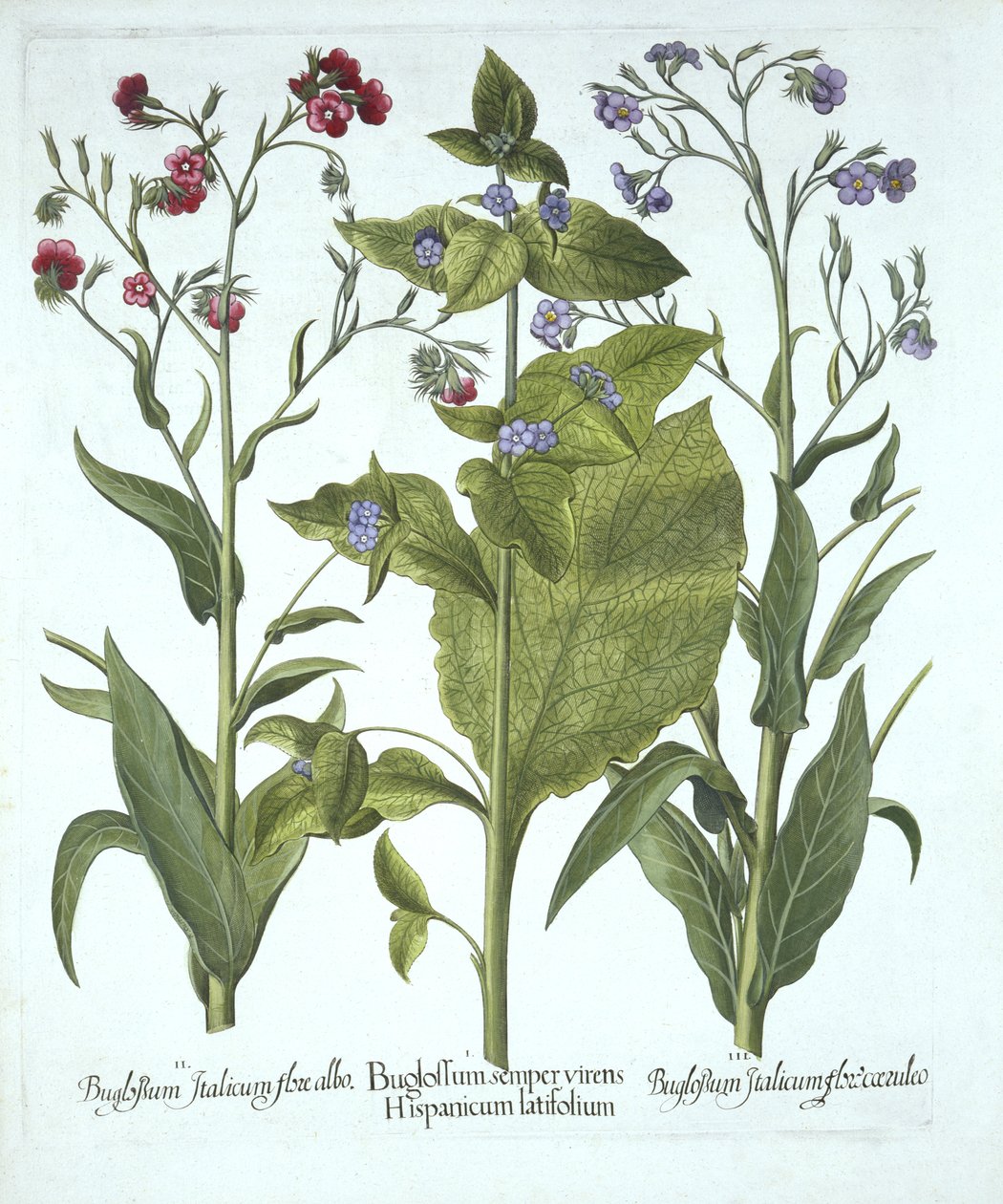 Három fajta Bugloss, a Hortus Eystettensistől, Basil Besler (1561-1629), pub. 1613 (kézzel színezett metszet) alkotó: German School