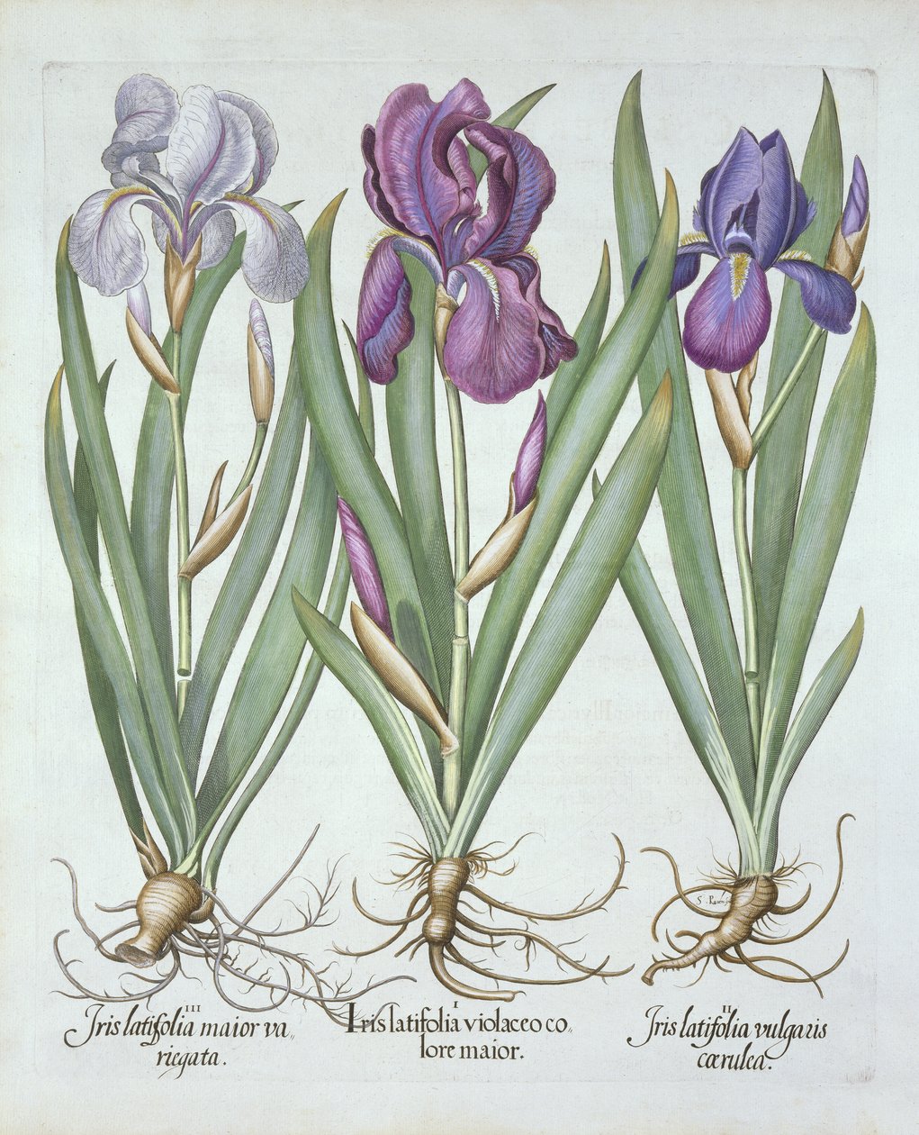 Három fajta rizómás szakállas írisz, a Hortus Eystettensis-ből, Basil Besler (1561-1629) pub. 1613 alkotó: German School