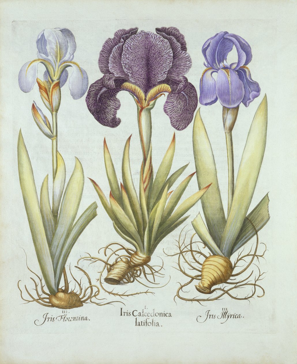 Három fajta rizómás szakáll nélküli írisz, a Hortus Eystettensisből, Basil Besler (1561-1629) pub. 1613 (kézzel színezett metszet) alkotó: German School