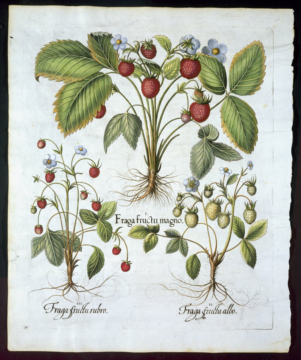 Három fajta eper, 116-os tányér, a Hortus Eystettensis, Basil Besler (1561-1629) kocsmából 1613-ban (kézzel színezett metszet) alkotó: German School
