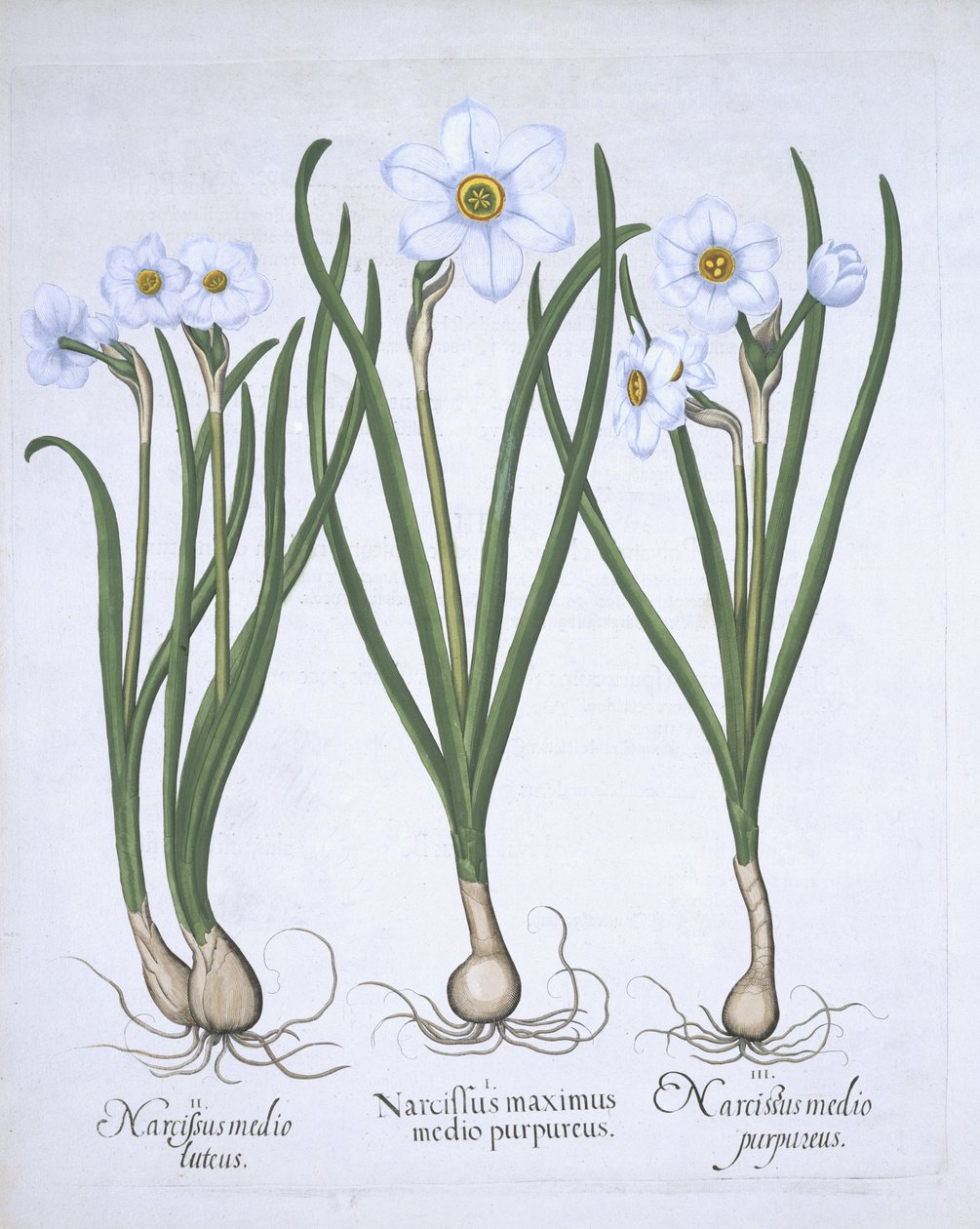 Három fehér nárcisz, a Hortus Eystettensisből, Basil Besler (1561-1629) pub. 1613 (kézzel színezett metszet) alkotó: German School