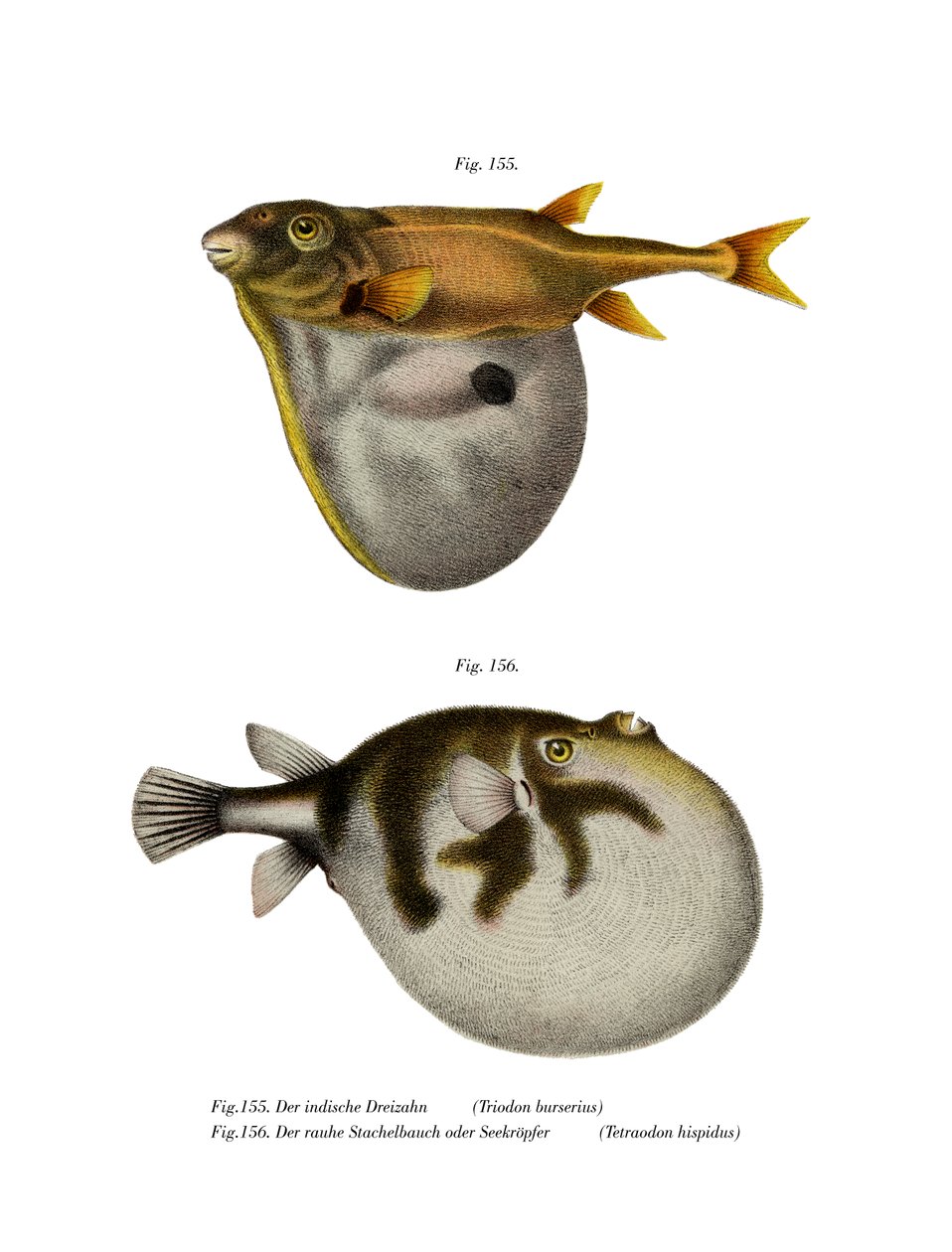 Háromfogú puffer (színes litho) alkotó: German School