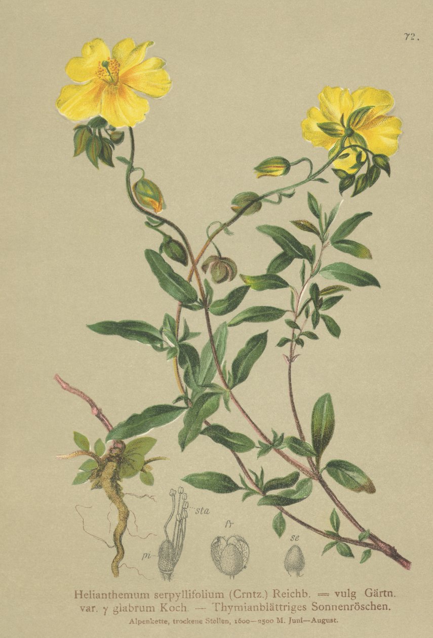 Kakukkfűlevelű sziklarózsa (Helianthemum grandiflorum, Helianthemum serpyllifolium, Helianthemum vulgaris) alkotó: German School
