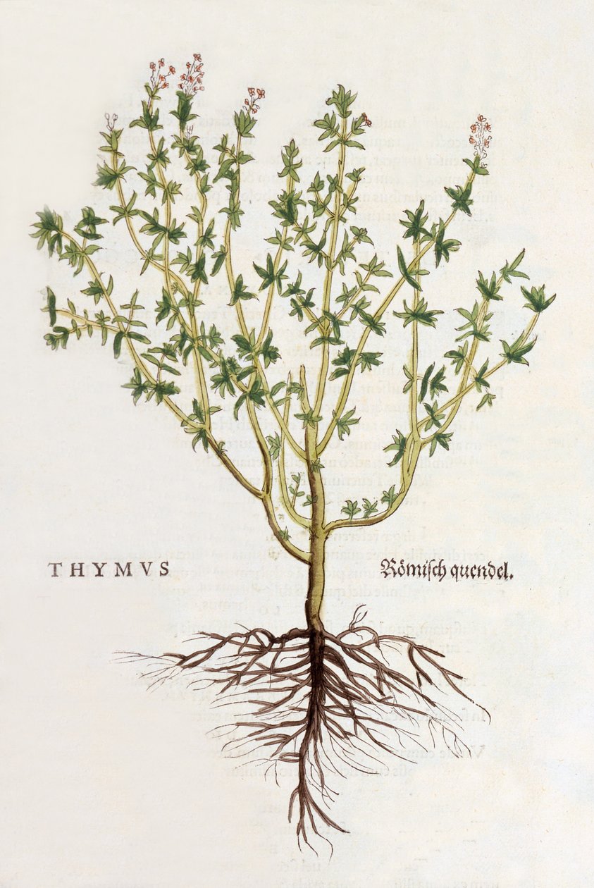 Thymus [kakukkfű], illusztráció a De historia stirpium commentarii insignesből, Leonhard Fuchstól, 1542-ben (színes fametszet) alkotó: German School