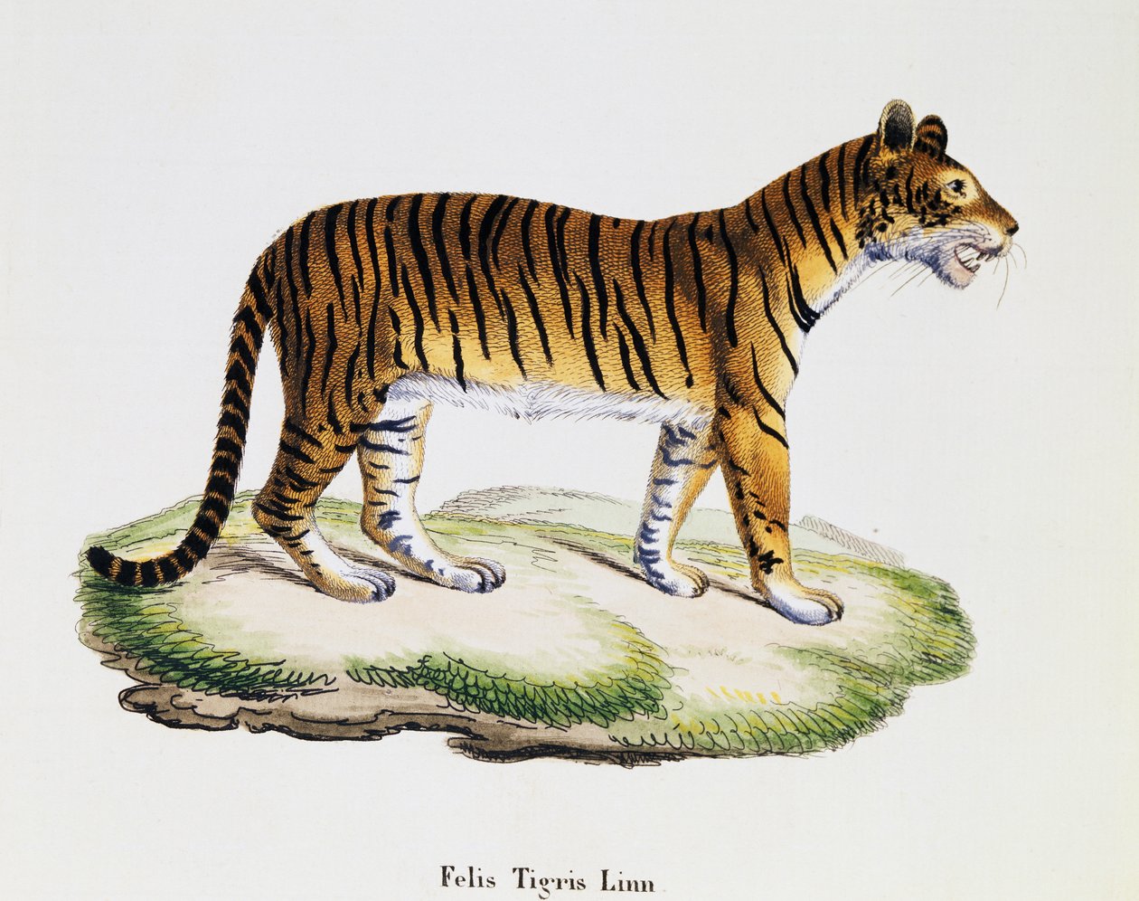 Tigris (Felis tigris), a Természetből leírásokkal illusztrált emlősökből, Johann Christian Daniel von Schreber (1739-1810), metszet: IC Bock A Fleischmann rajza alapján, 3. kötet, 98 A táblázat, Németország alkotó: German School