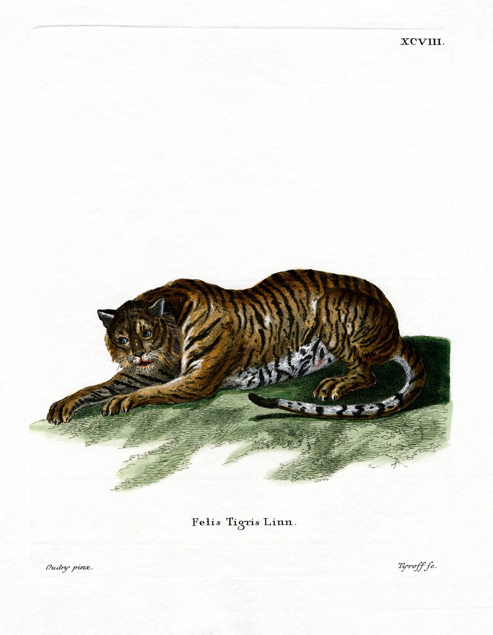 Tigris (színes metszet) alkotó: German School