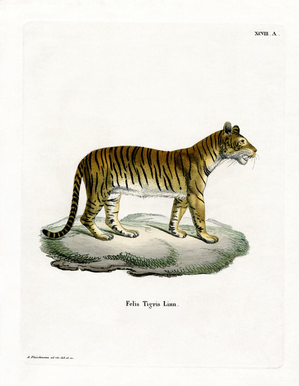 Tigris (színes metszet) alkotó: German School