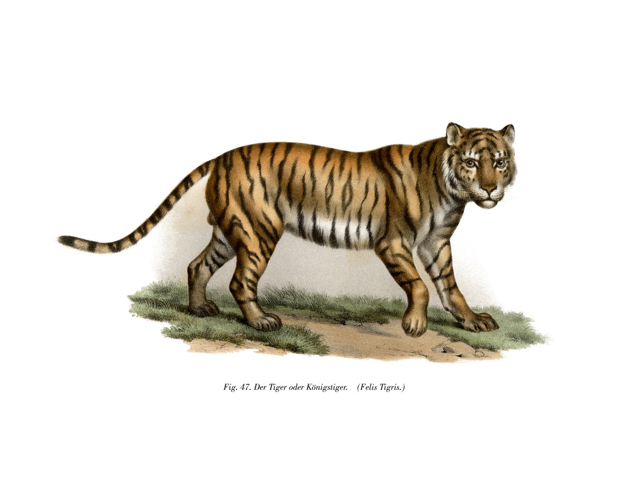 Tigris, 1860 alkotó: German School