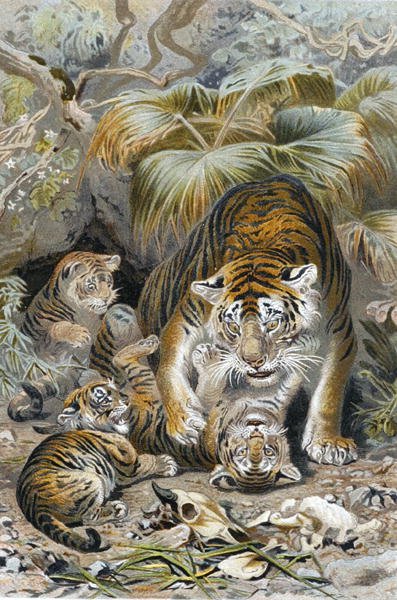 Tigris, lemez a "Brehms Tierleben: Allgemeine Kunde des Tierreichs", 1. kötet, 391. o., kiadta a Bibliographisches Institut. alkotó: German School