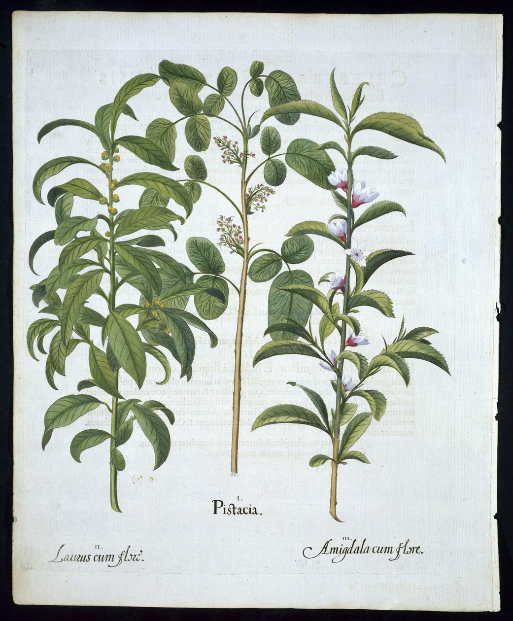 Cím: Pisztácia dió, babérfa (Laurus Nobilis) és mandula, 6. tábla a Hortus Eystettensisből, Basil Besler (1561 - 1629) kocsma 1613 (kézzel színezett metszet) alkotó: German School