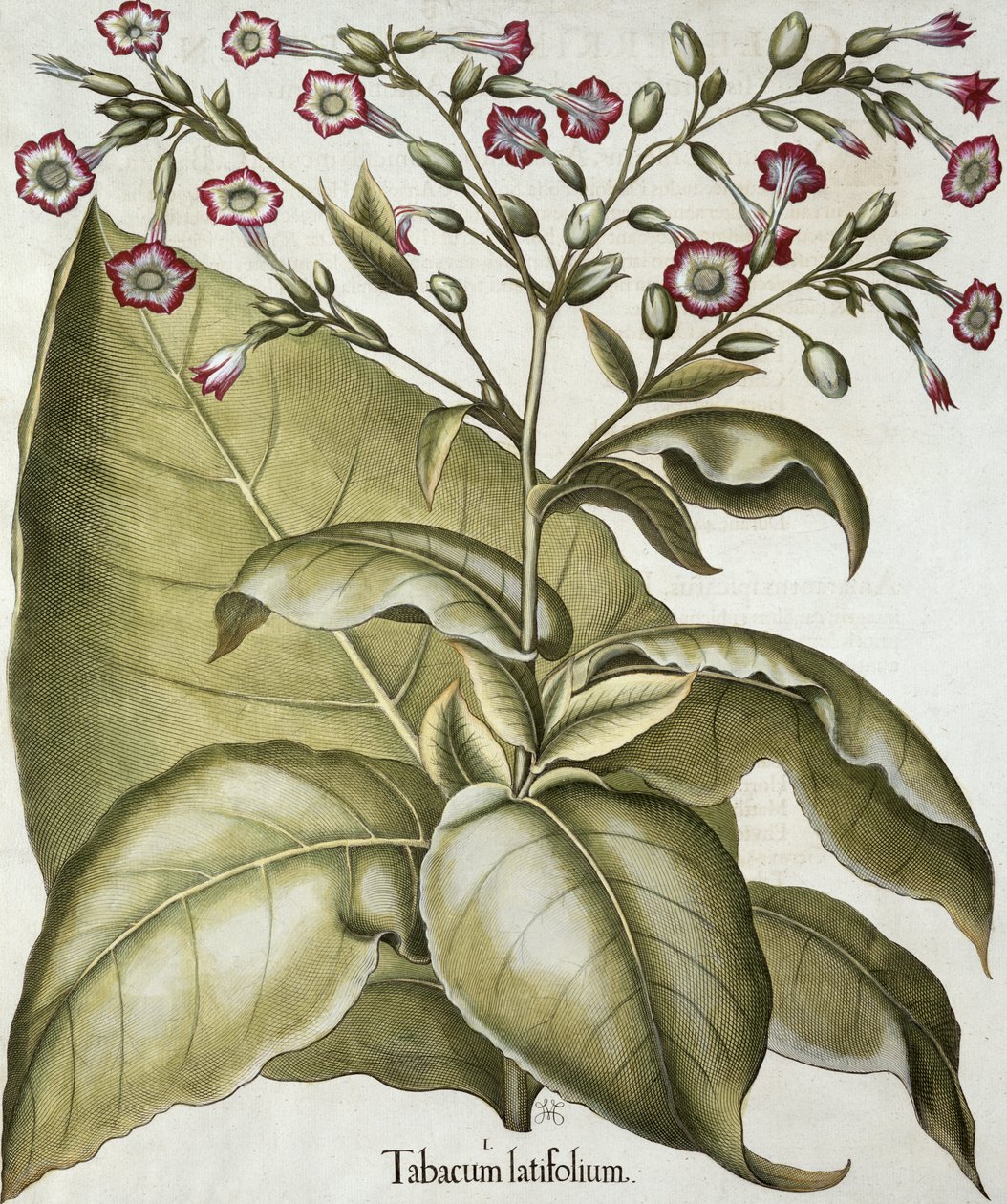 Dohánynövény, a Hortus Eystettensisből, Basil Besler (1561-1629), pub. 1613 (kézzel színezett metszet) alkotó: German School