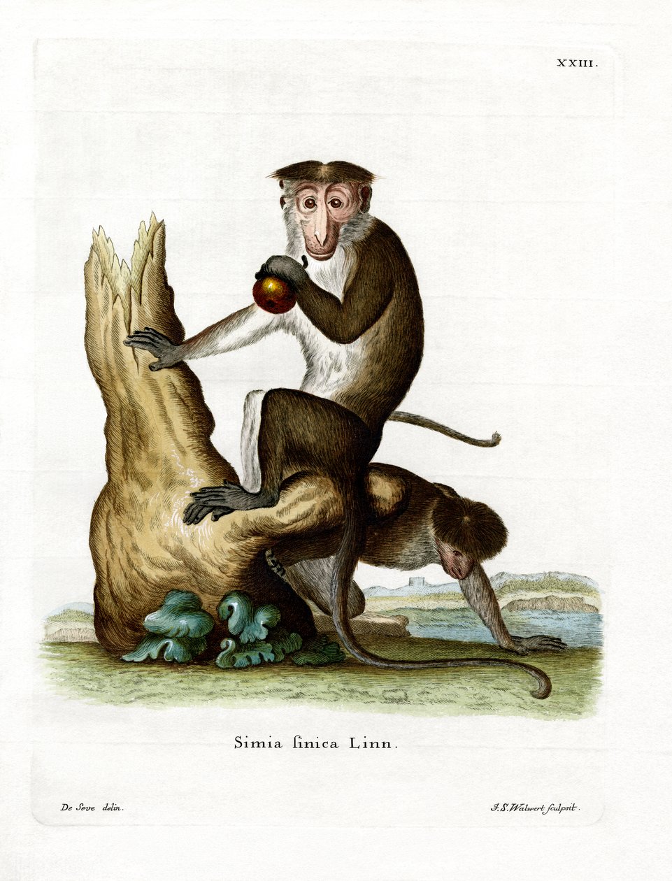 Toque Macaque (színes metszet) alkotó: German School
