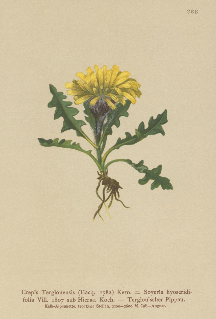 Triglav Hawksbeard (Crepis Terglouensis, Soyeria hyoseridifolia sub Hierac.) alkotó: German School