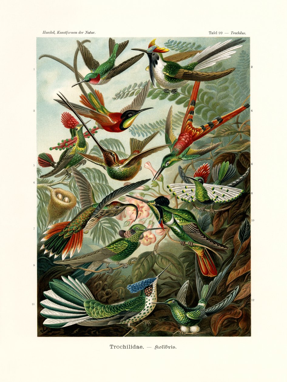 Trochilidae, 1899-1904 alkotó: German School