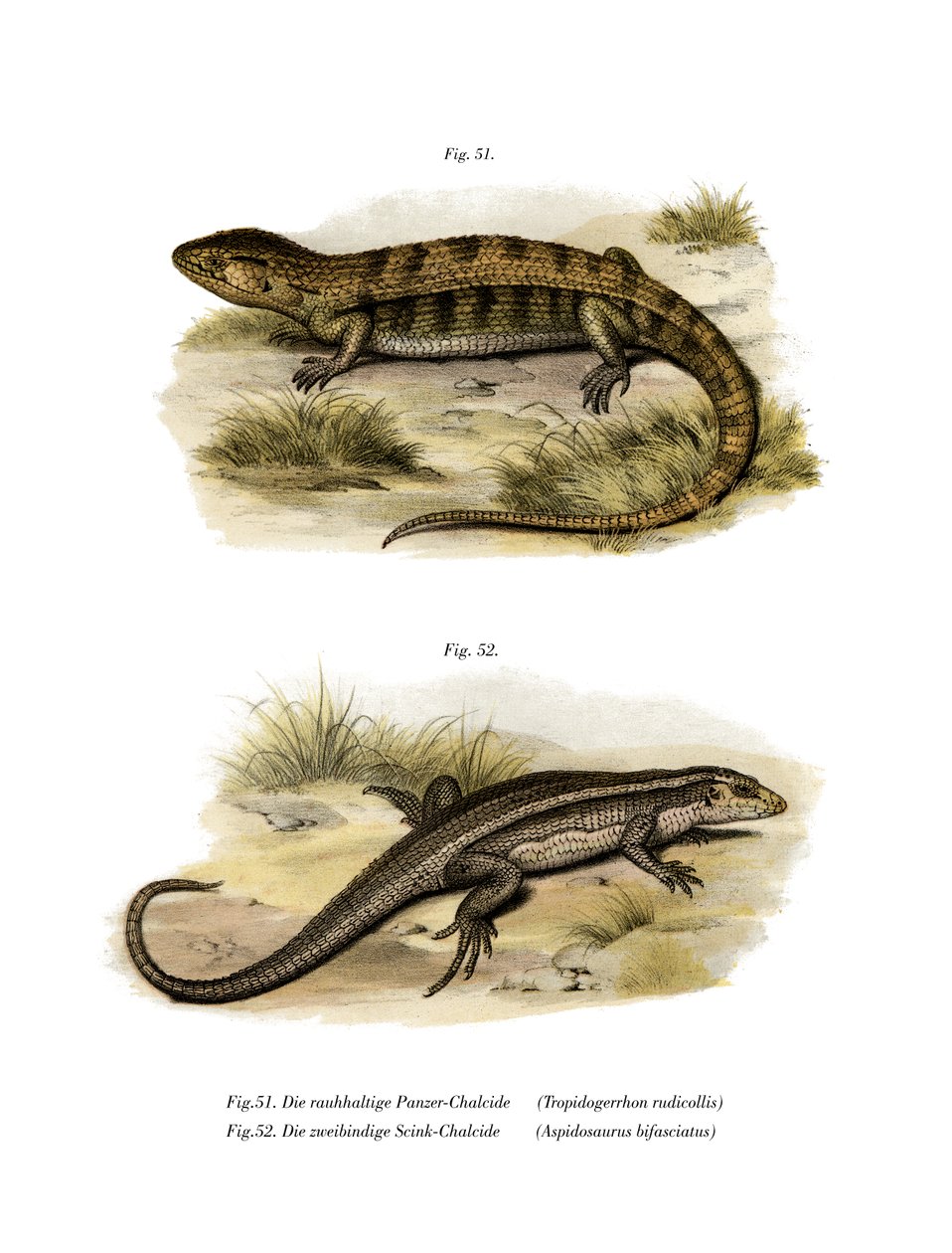 Tropidogerrhon rudicollis (színes litho) alkotó: German School
