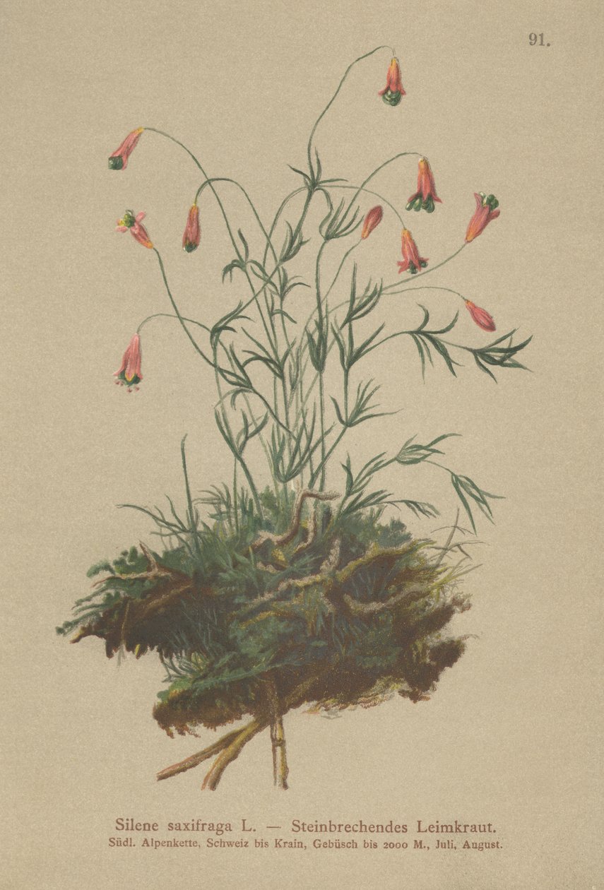 Bojtos gyomrú (Silene saxifraga) alkotó: German School
