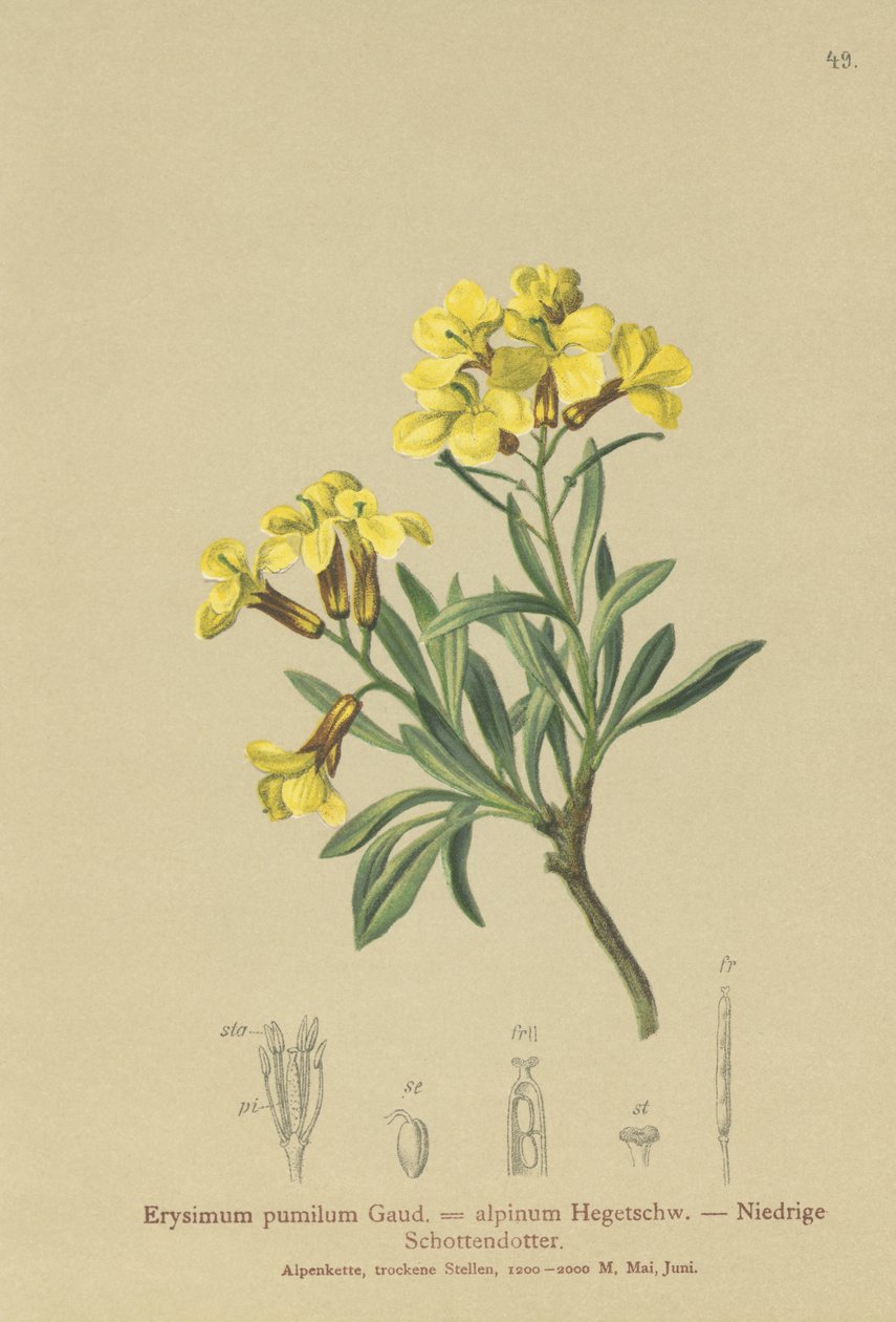 Bojtos falvirág (Erysimum pumilum, Erysimum alpinum) alkotó: German School