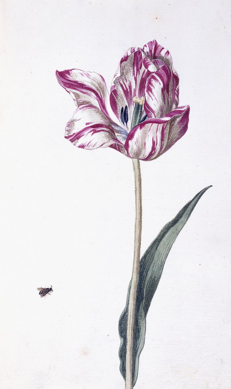 Tulipán és méh, 18. század alkotó: German School