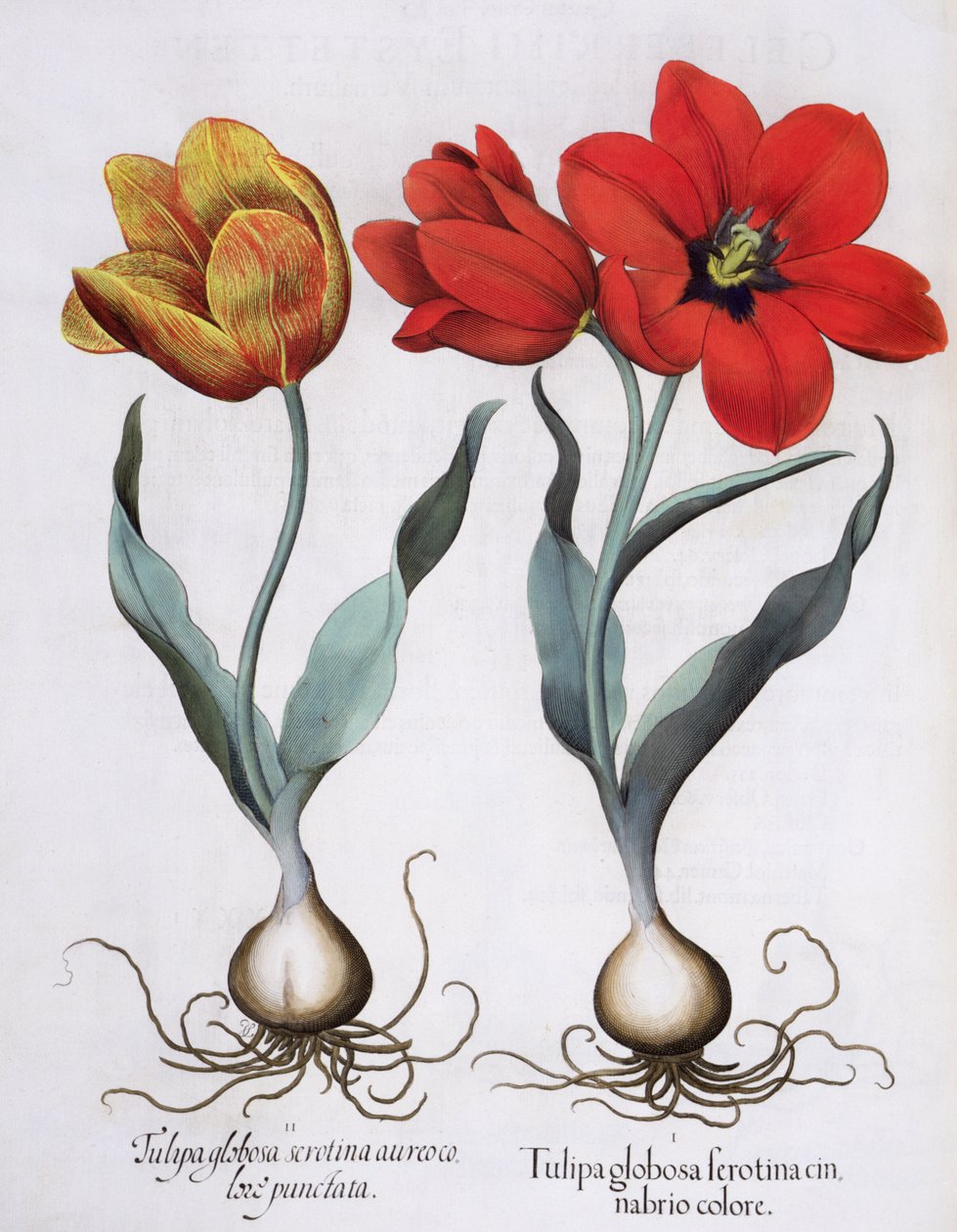 Tulipán: 1. Tulipa globosa serotina cinnabrio szín; 2. Tulipa globosa serotina aureo color punctata, a Hortus Eystettensisből, Basil Besler (1561-1629), pub. 1613 alkotó: German School