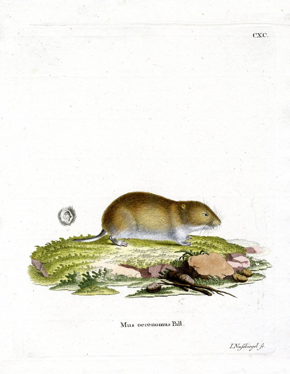 Tundra Vole (színes metszet) alkotó: German School
