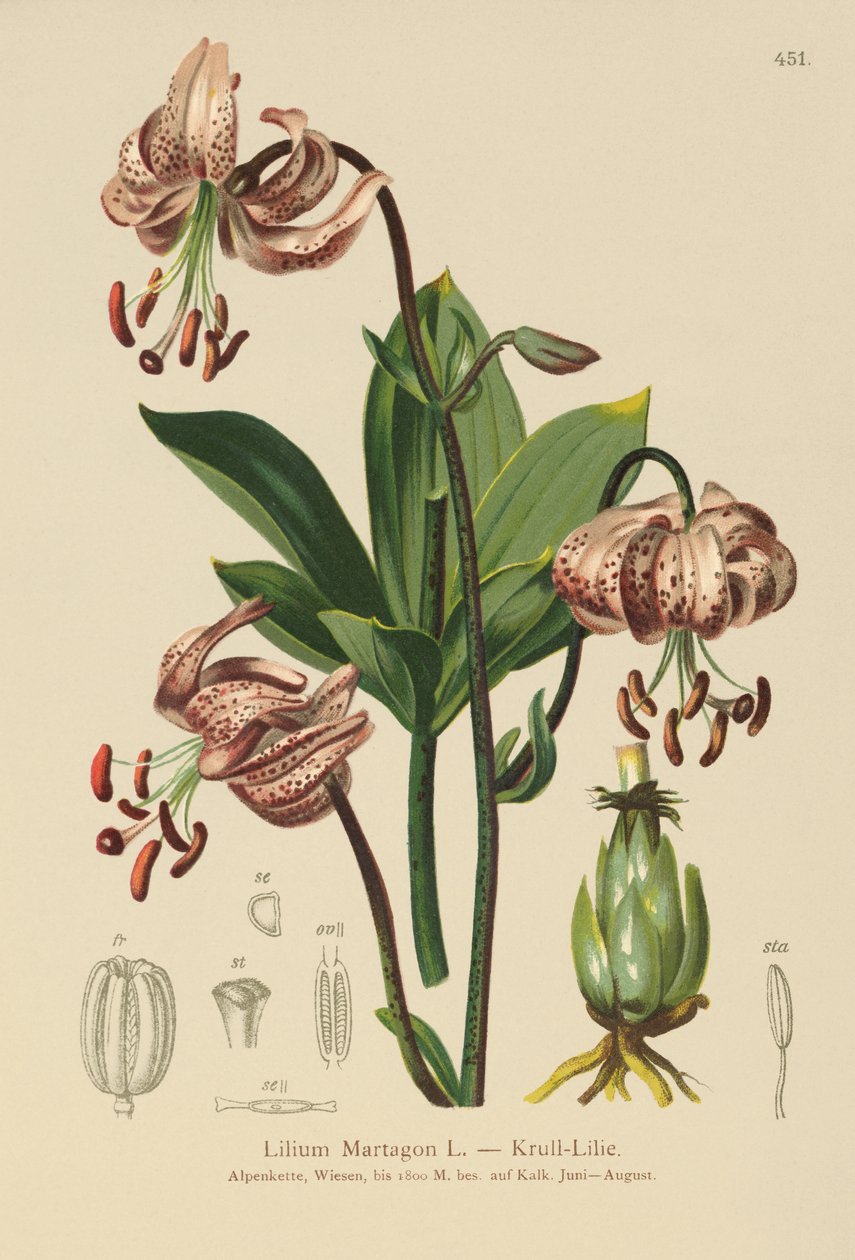 Turks Cap Lily (Lilium Martagon) alkotó: German School