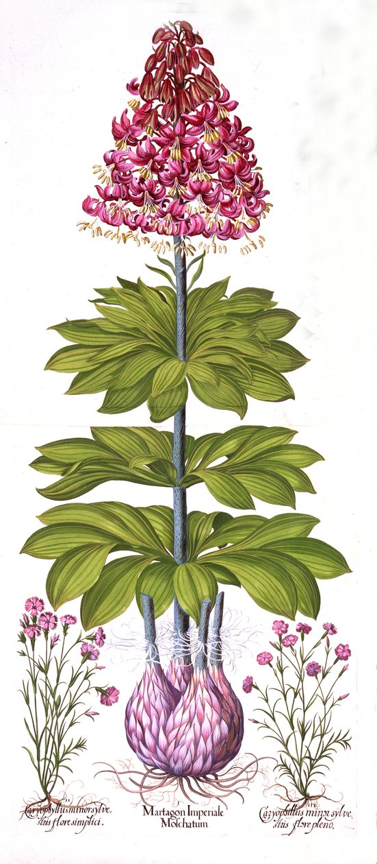Turks Cap Lily és Dianthus, Hortus Eystettensisből, Basil Besler (1561-1629), pub. 1613 (kézzel színezett metszet) alkotó: German School