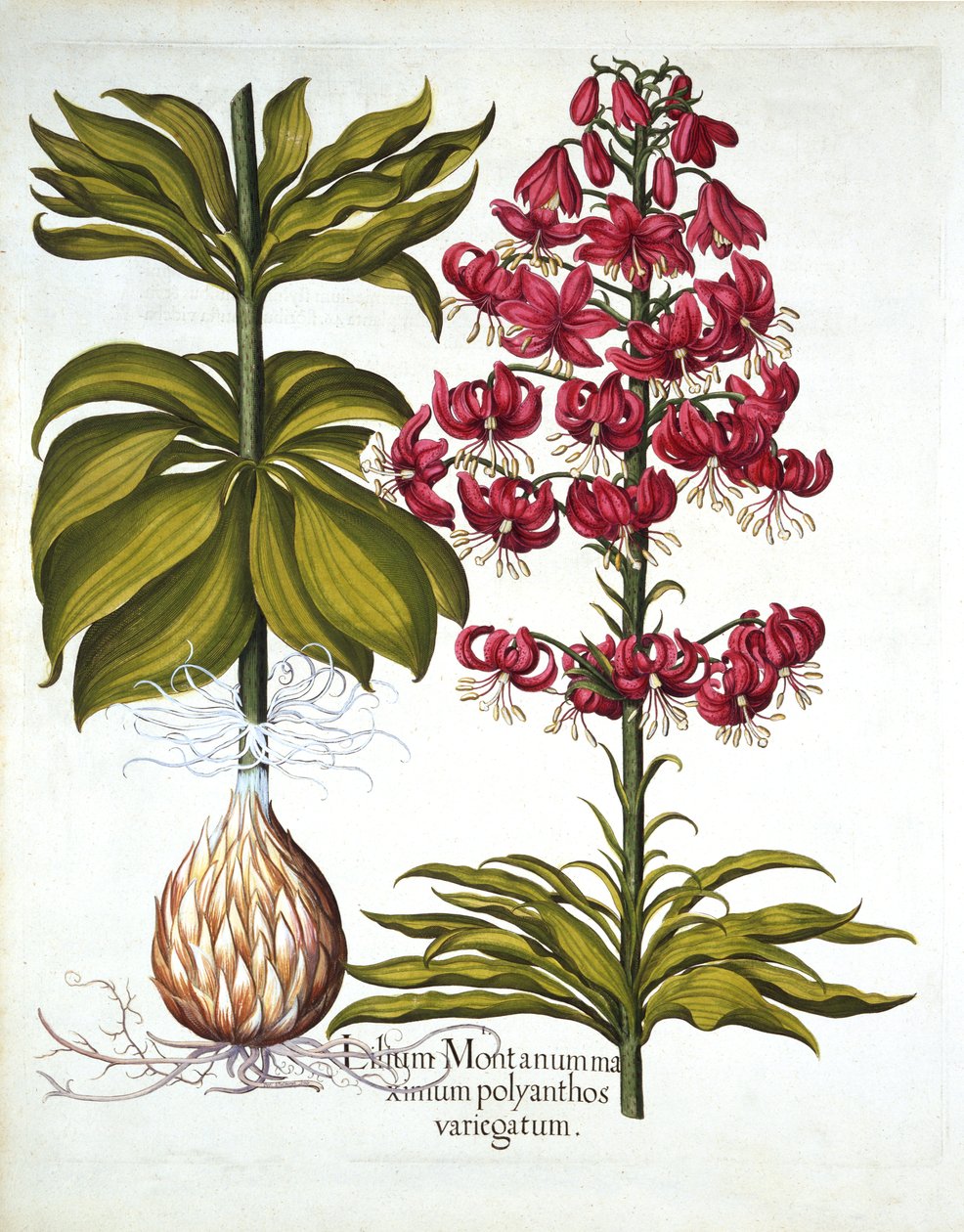 Turks Cap Lily, Hortus Eystettensisből, Basil Besler (1561-1629), pub. 1613 (kézzel színezett metszet) alkotó: German School