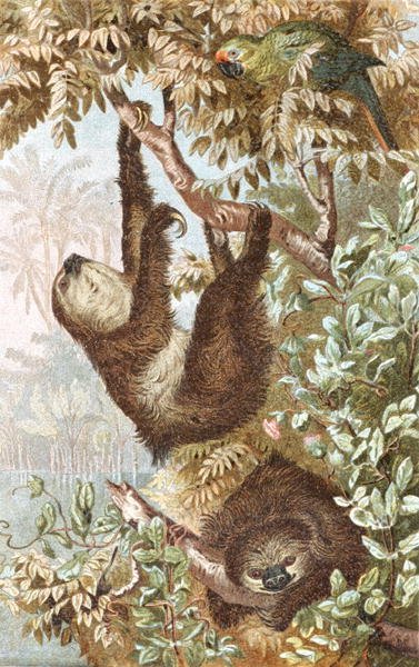Kétujjú lajhár, lemez a "Brehms Tierleben: Allgemeine Kunde des Tierreichs", 2. kötet, 646. o., Bibliographisches Institut kiadásában alkotó: German School