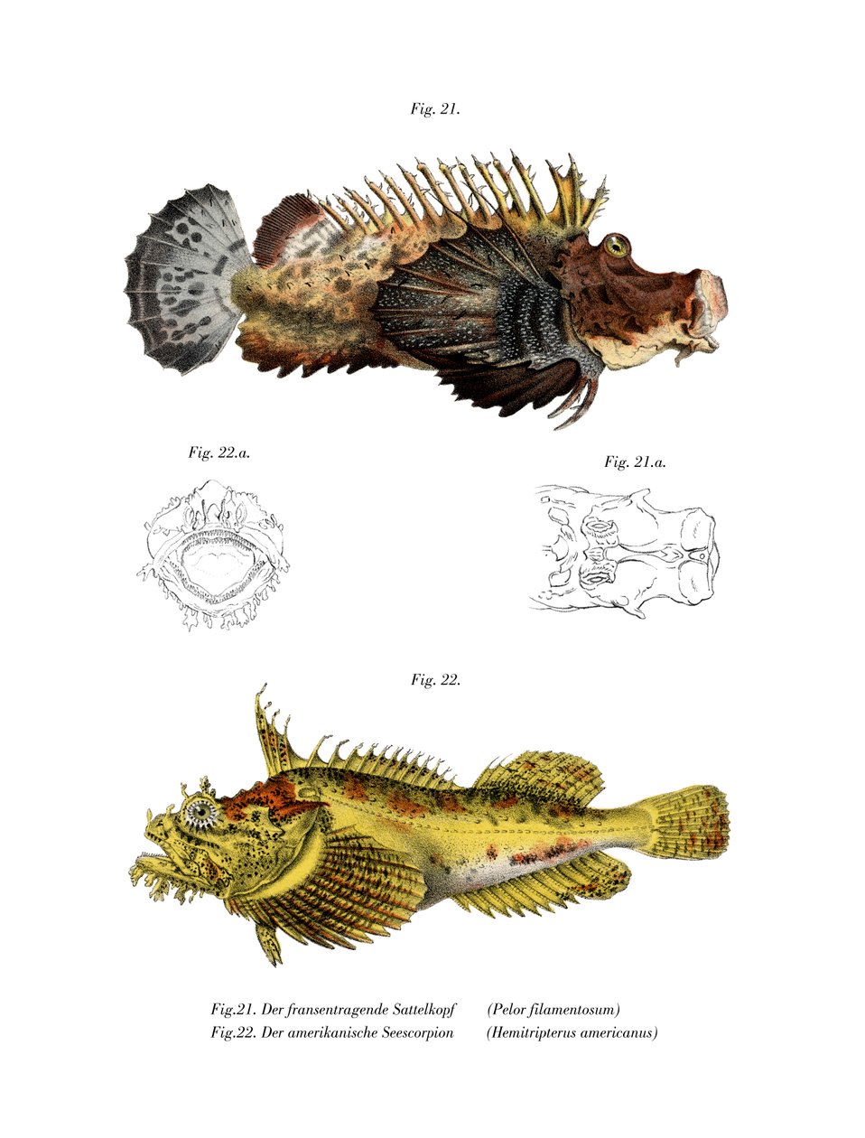 Kétbotos stingfish (színes litho) alkotó: German School