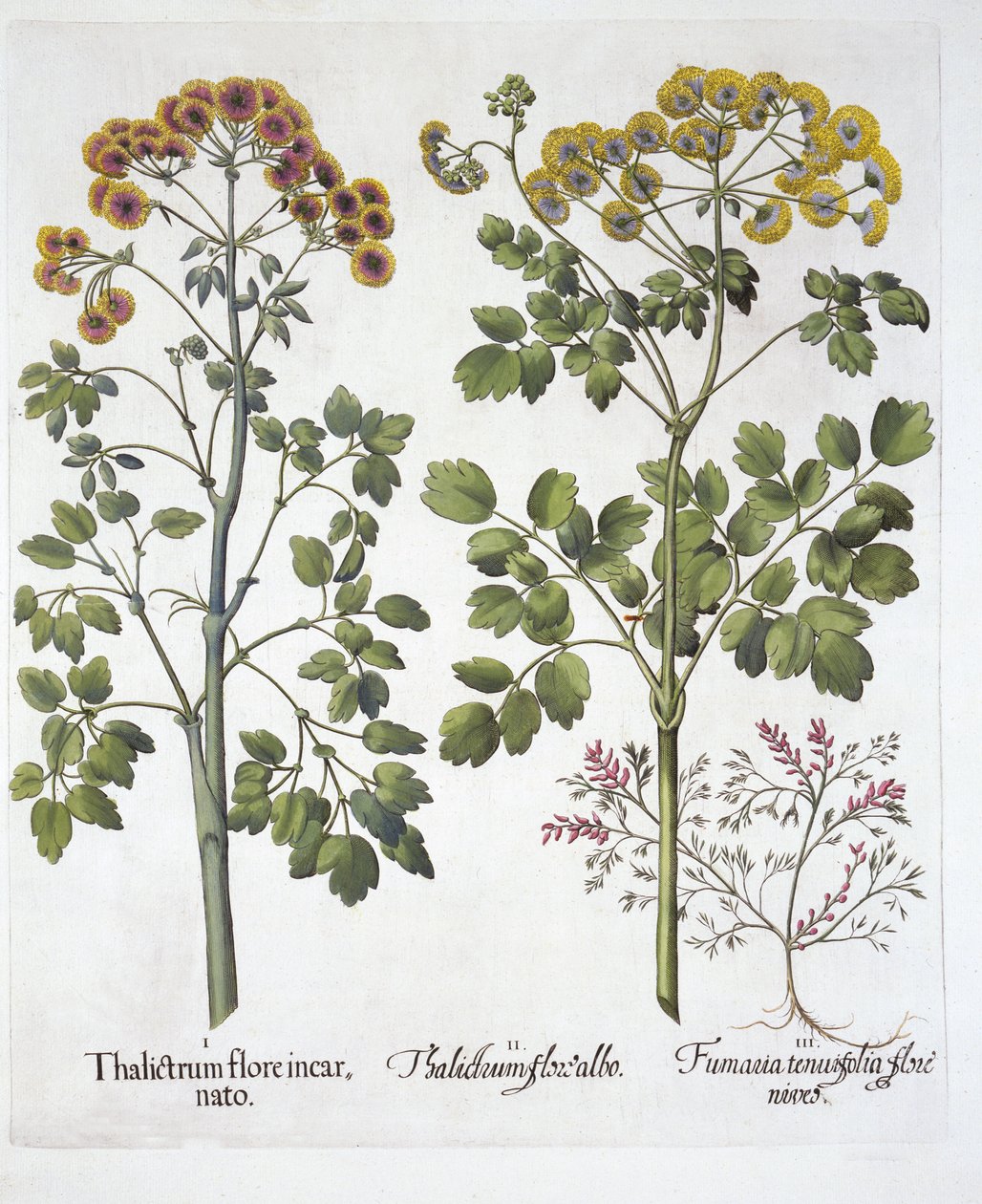 Two Kinds of Meadow Rue and Fumewort, Hortus Eystettensis, Basil Besler (1561-1629), pub. 1613 (kézzel színezett metszet) alkotó: German School