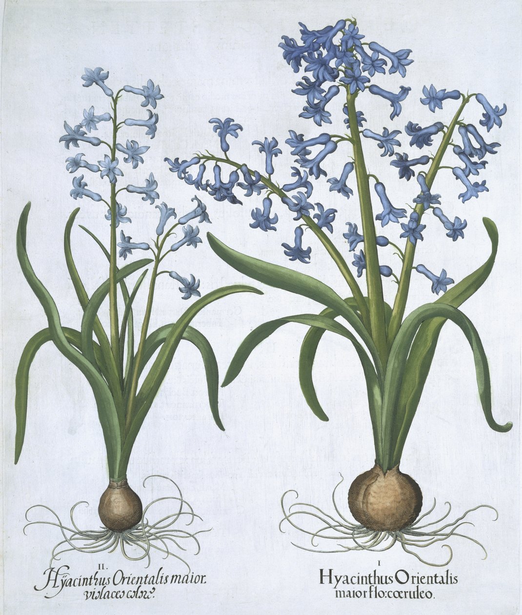 Két kék jácint, a Hortus Eystettensisből, Basil Besler (1561-1629) pub. 1613 (kézzel színezett metszet) alkotó: German School