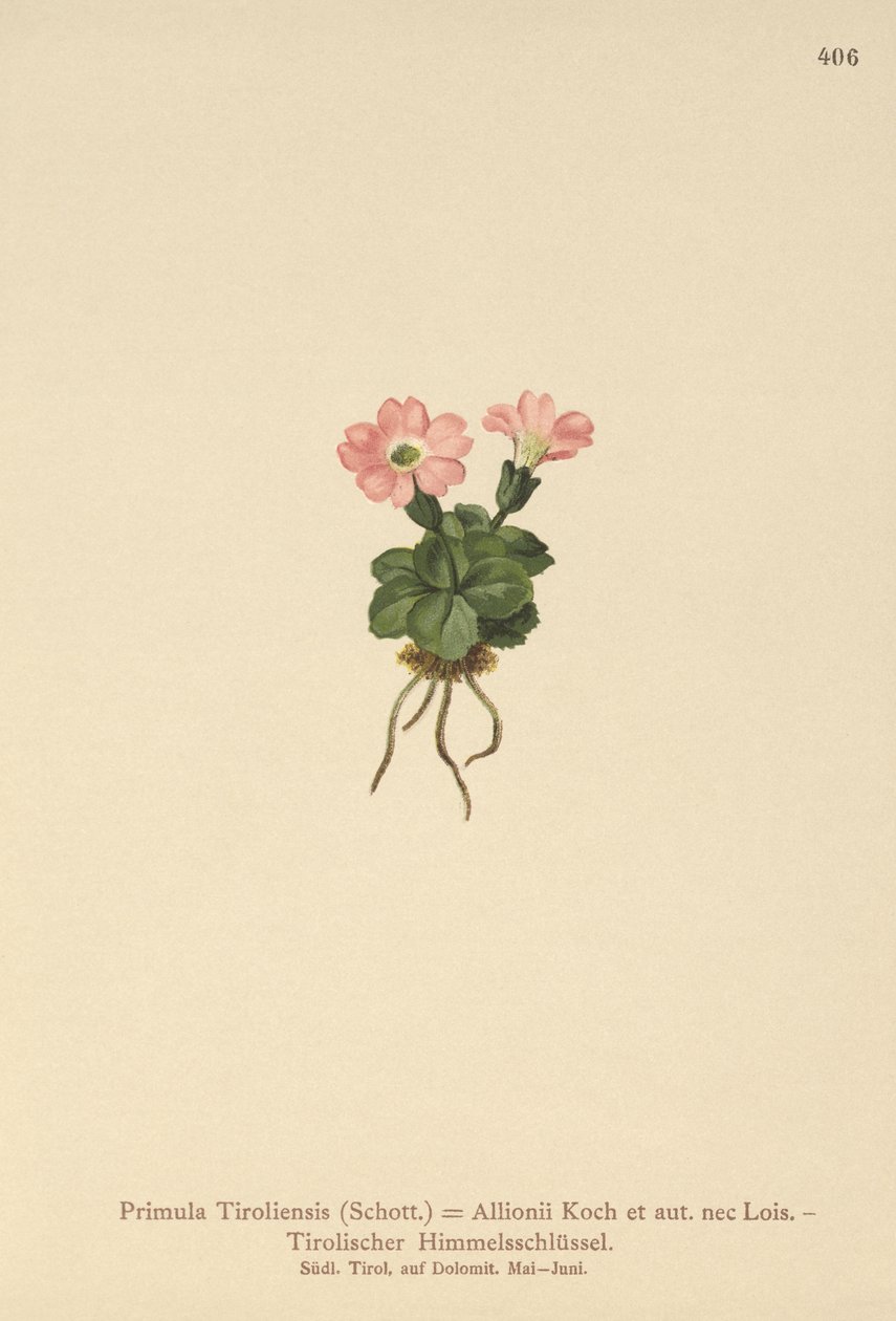Tiroli kankalin (Primula tyrolensis, Primula Tirolensis, Primula Allionii) alkotó: German School