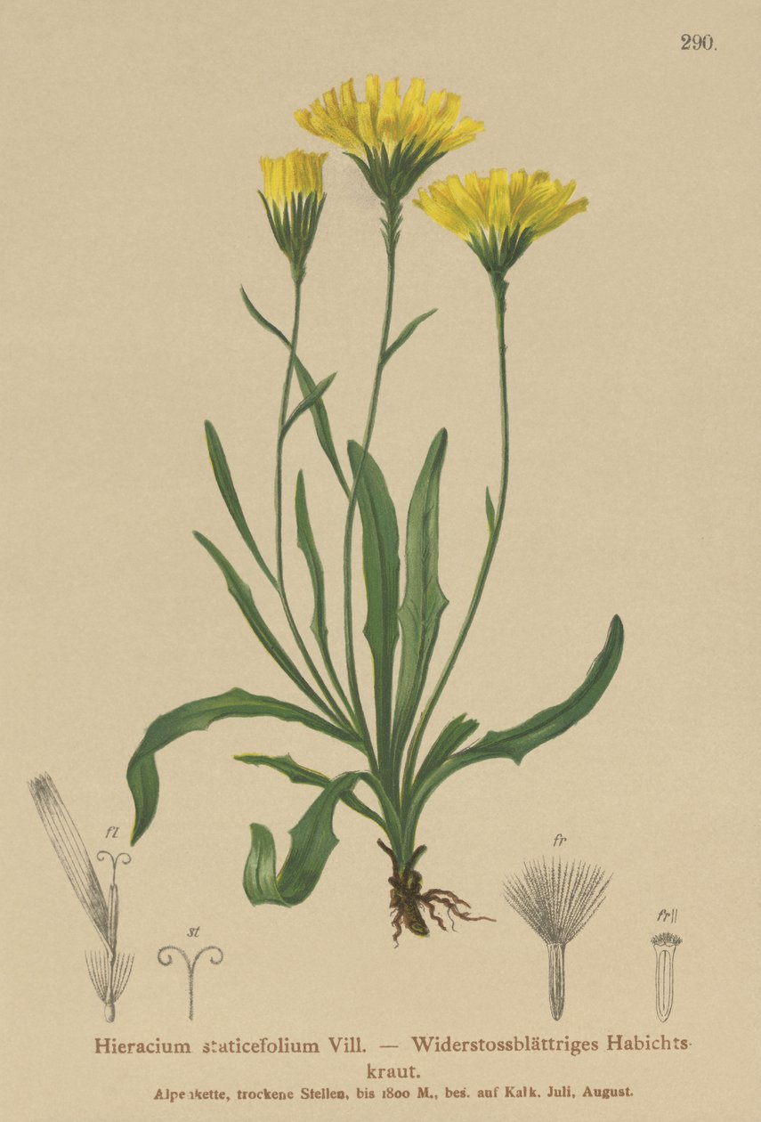 Esernyős tejfű (Hieracium staticefolium, Hieracium staticifolium, Tolpis staticifolia, Chlorocrepis staticifolium, Chlorocrepis staticifolia) alkotó: German School