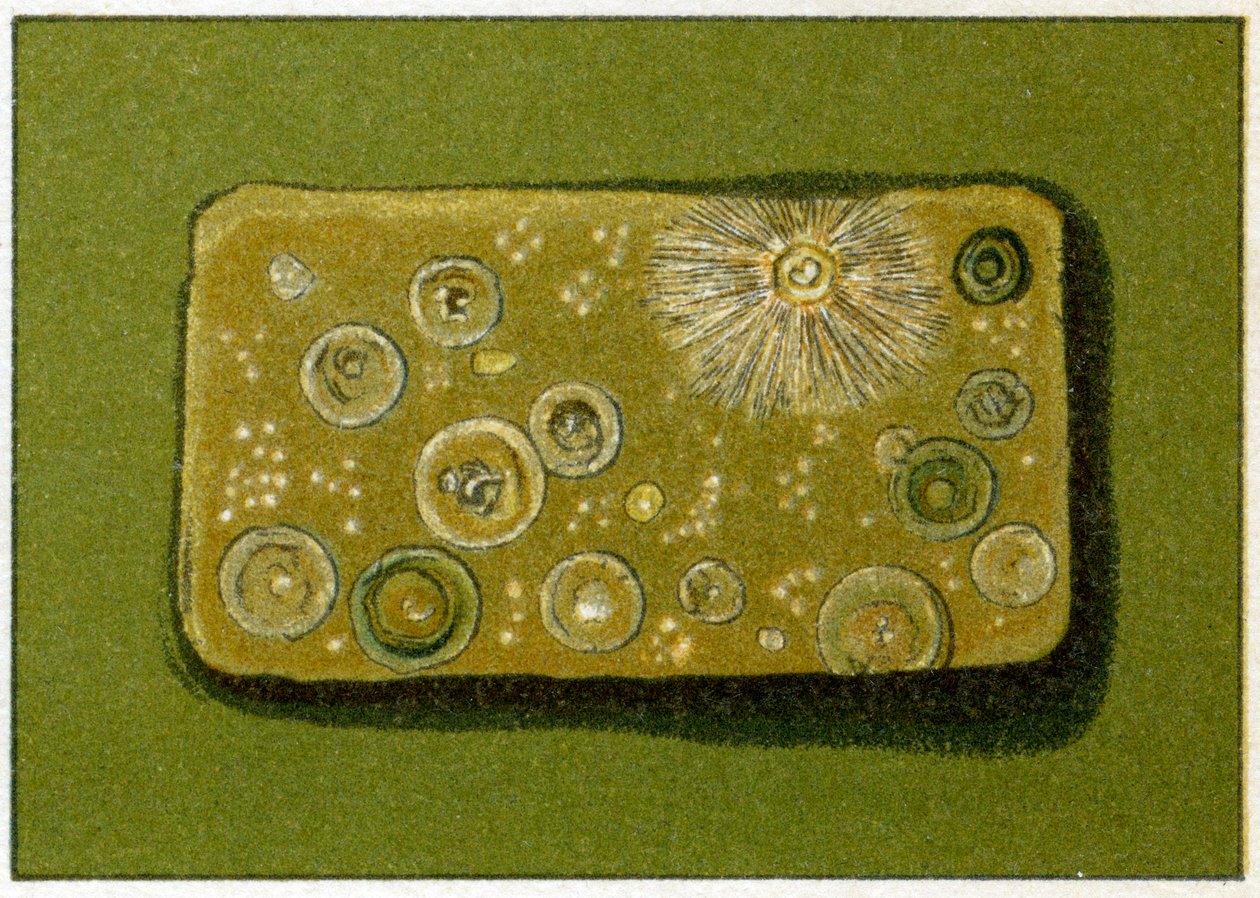 A baktériumok egészségtelen szintje az ivóvízben, 1890 körül (színes kromolitográfia) alkotó: German School