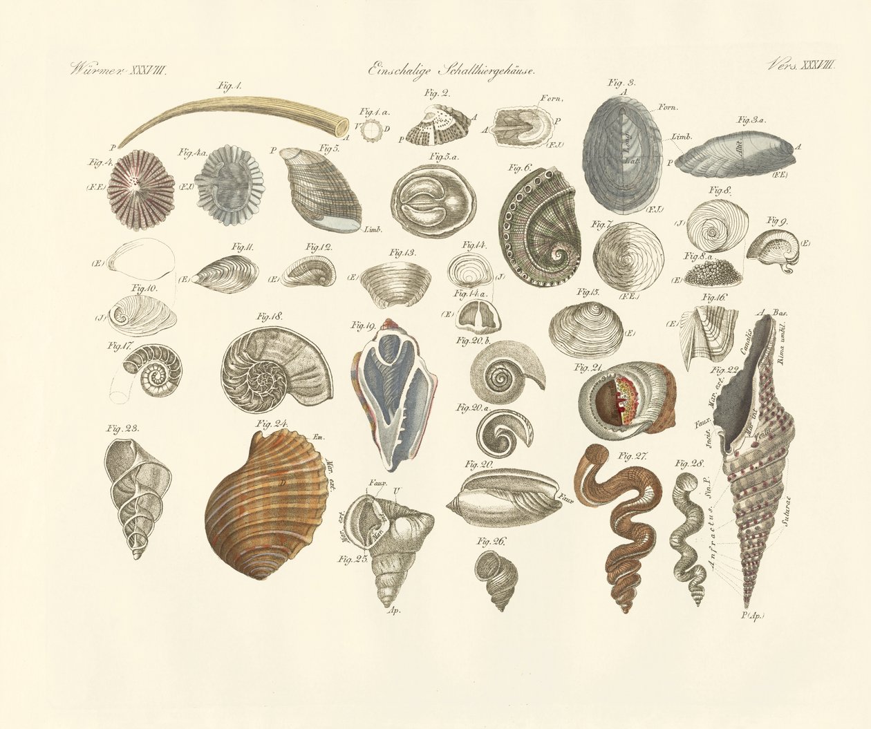 Egyedi állatok vagy féreghüvely (színes gravírozás) alkotó: German School