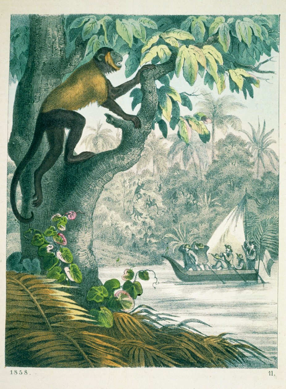 Az Amazonas felső része, A világ könyvéből, 1858-ban alkotó: German School