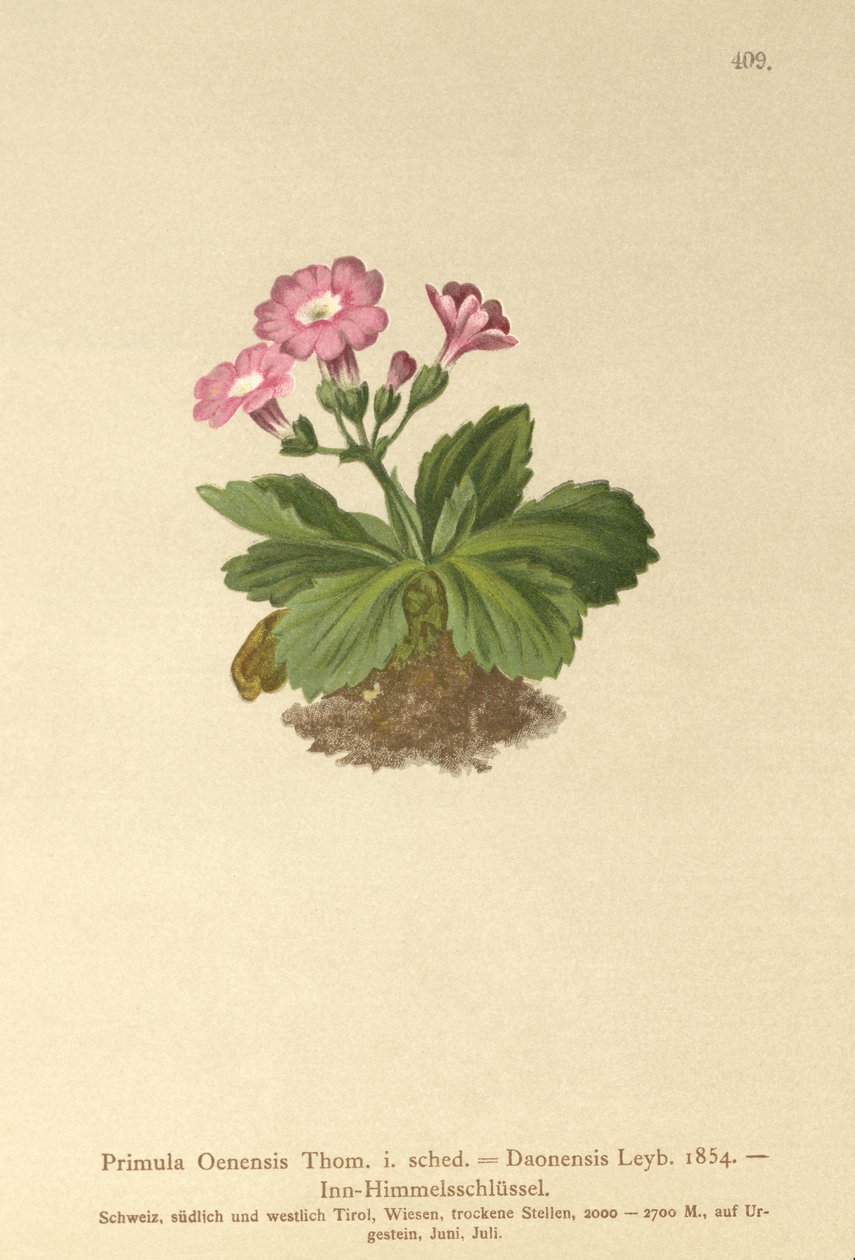 Val-Daone kankalin (Primula Oenensis, Primula Daonensis) alkotó: German School