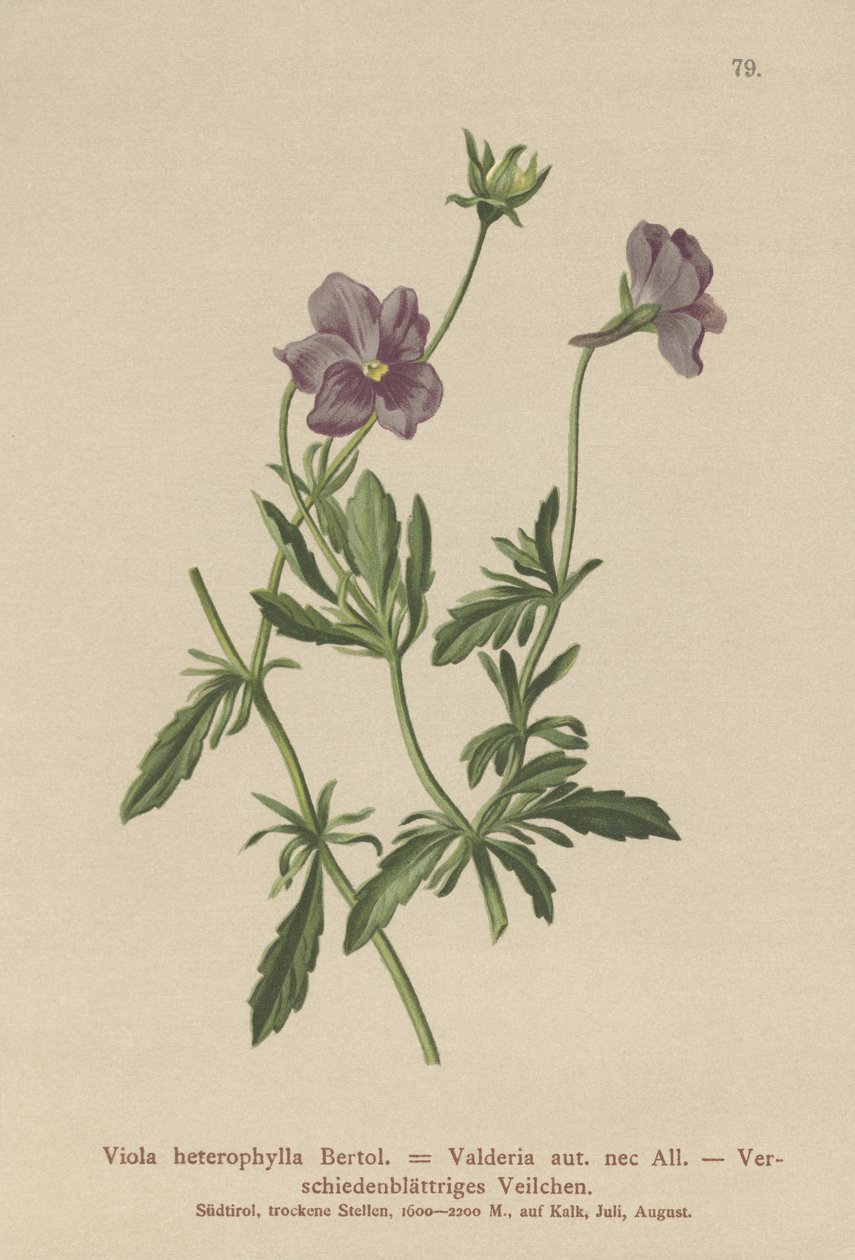 Valderia Violet (Viola heterophylla, Viola Valderia) alkotó: German School