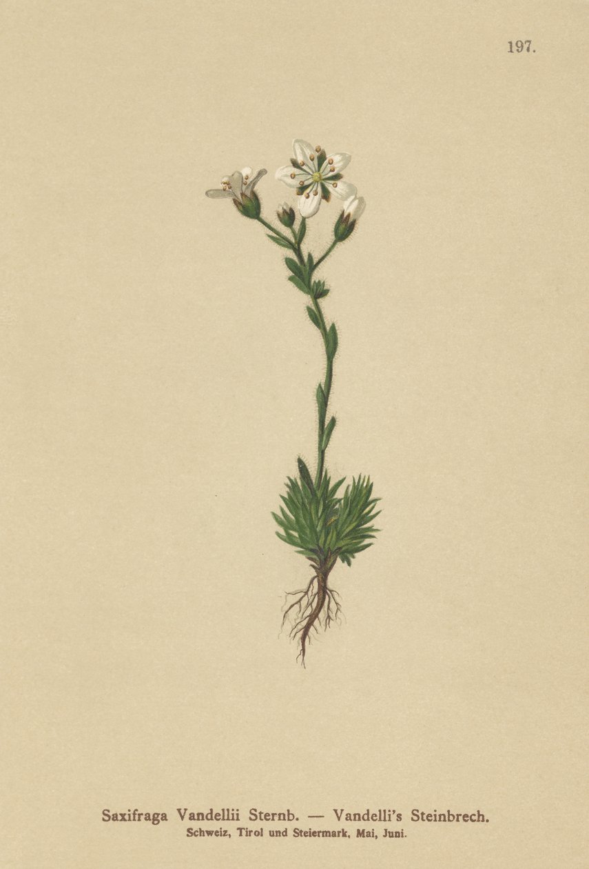 Vandellis Saxifrage (Saxifraga Vandellii) alkotó: German School
