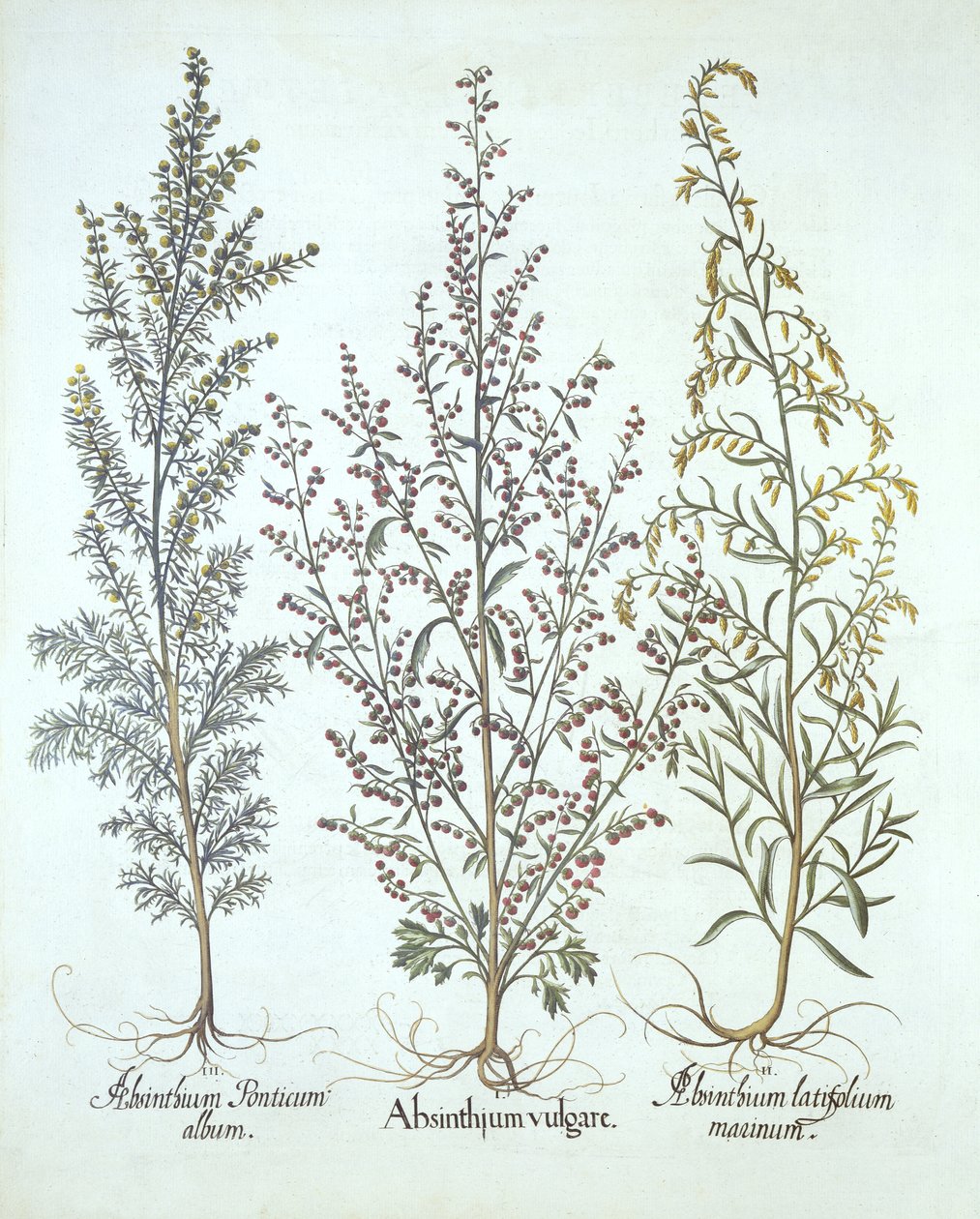 Az üröm változatai, a Hortus Eystettensisből, Basil Besler (1561-1629), pub. 1613 (kézzel színezett metszet) alkotó: German School