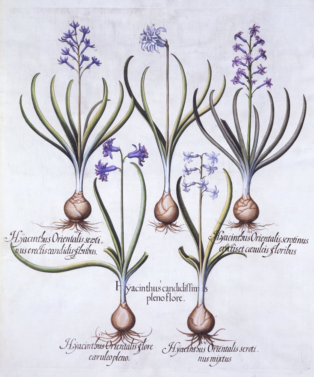 Jácint hagymás változatai, a Hortus Eystettensisből, Basil Besler (1561-1629), pub. 1613 (kézzel színezett metszet) alkotó: German School