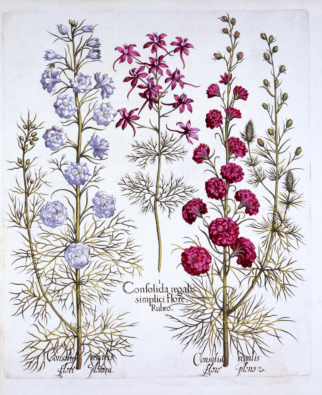 Larkspur fajtái, a Hortus Eystettensisből, Basil Besler (1561-1629), pub. 1613 (kézzel színezett metszet) alkotó: German School