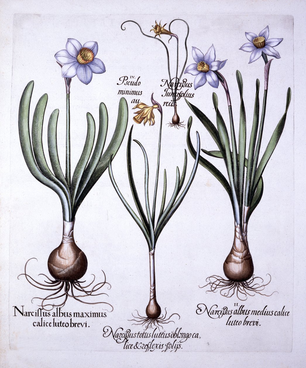 Különféle nárciszok, a Hortus Eystettensisből, Basil Besler (1561-1629), pub. 1613 (kézzel színezett metszet) alkotó: German School