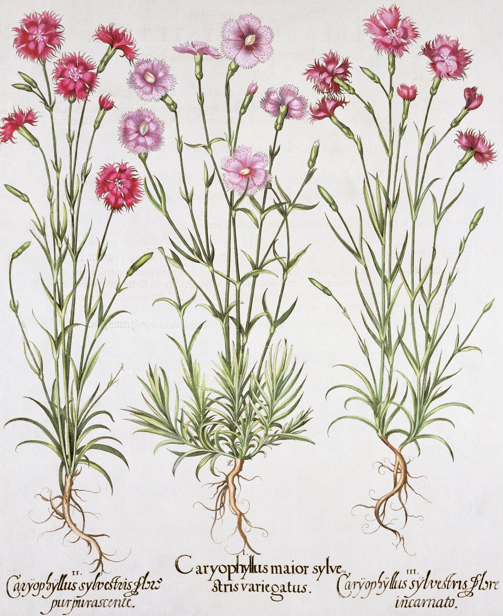 Különféle Dianthus fajták, a Hortus Eystettensis-ből Basil Besler (1561-1629), pub. 1613 (kézzel színezett metszet) alkotó: German School