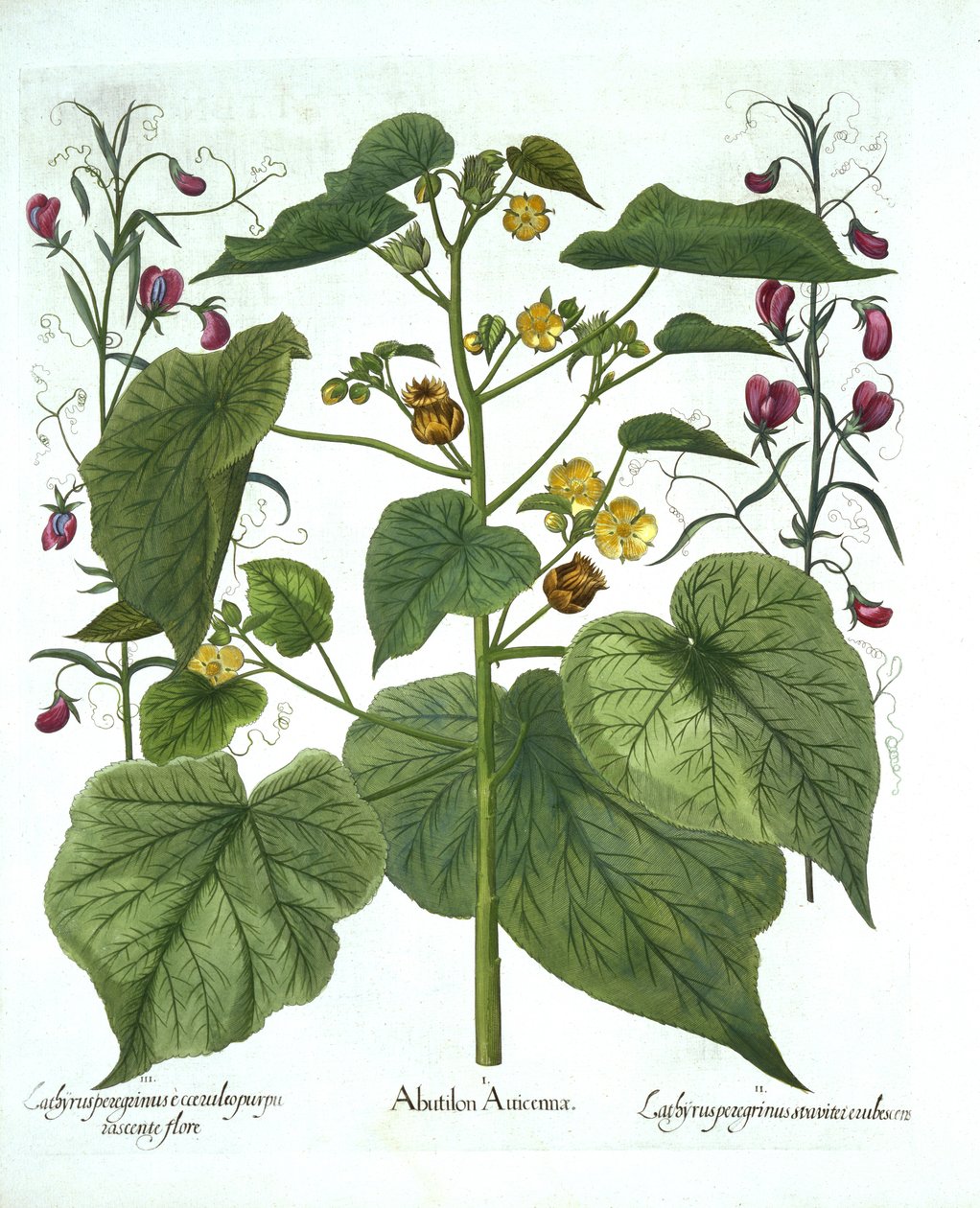 Velvetleaf and Sweet Peas, Hortus Eystettensis, Basil Besler (1561-1629), pub. 1613 (kézzel színezett metszet) alkotó: German School