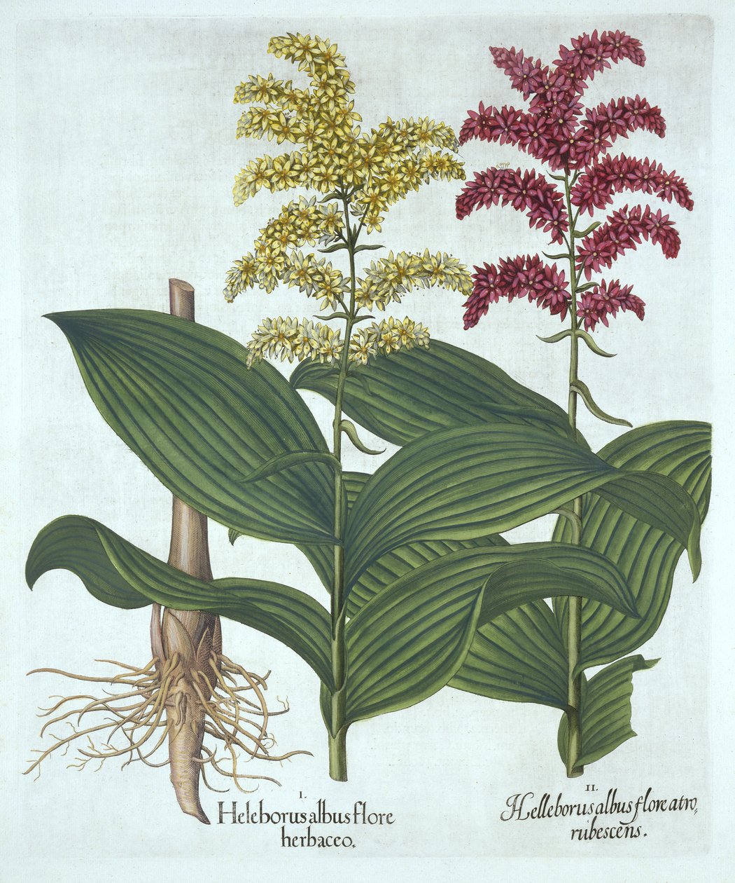 Veratrum, a "Hortus Eystettensis"-ből, Basil Besler alkotó: German School