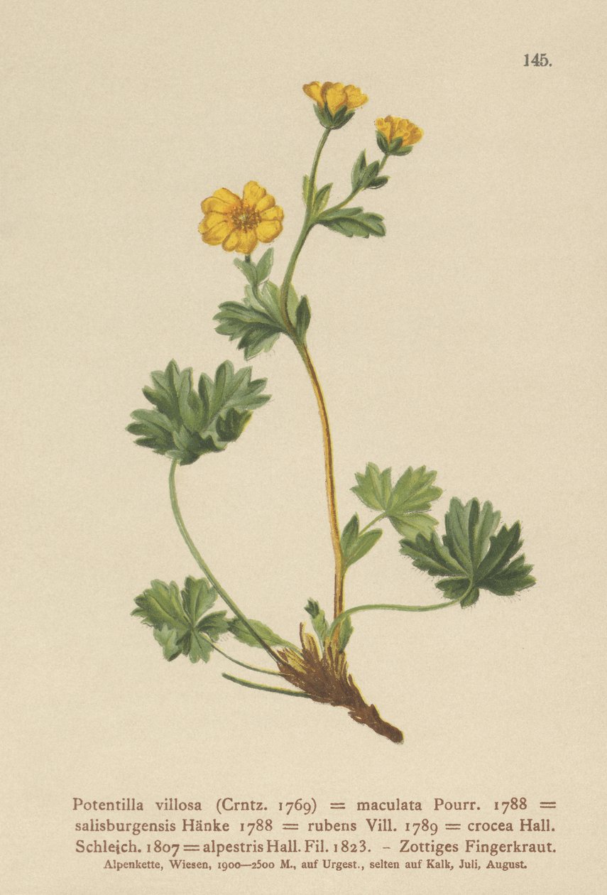 Villous cinquefoil (Potentilla villosa, Potentilla maculata, Potentilla rubens, Potentilla crocea, Potentilla alpestris, Potentilla salisburgensis) alkotó: German School