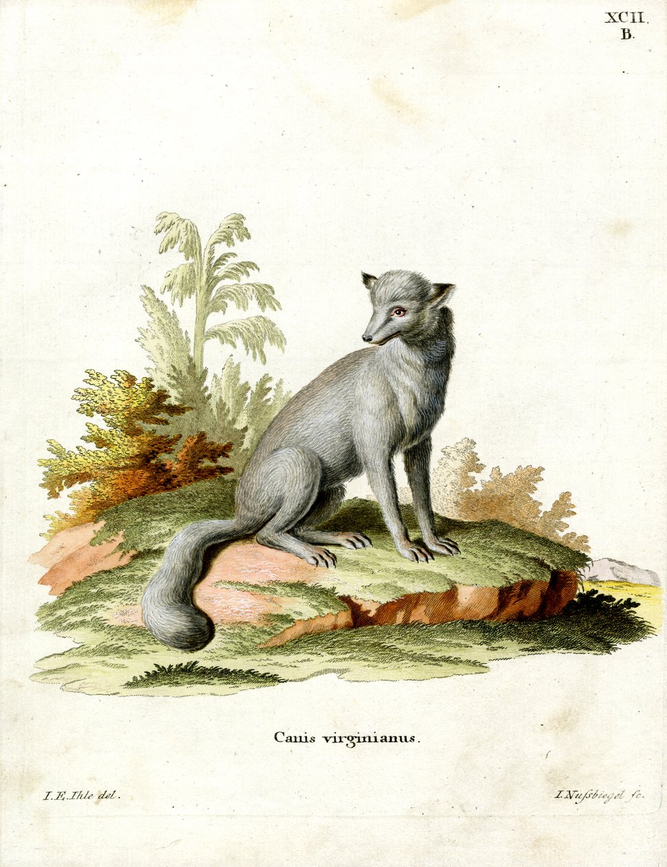 Virginian Fox (színes metszet) alkotó: German School